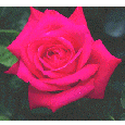 rose.gif